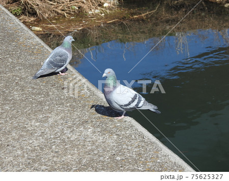 海老川のハトさん！！。。賢くて元気！！。。（笑い）。。 75625327