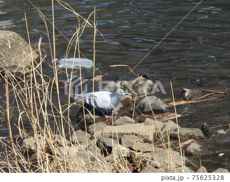 水辺のハトさん元気！。。優しい風景！。。（笑い）。。 75625328