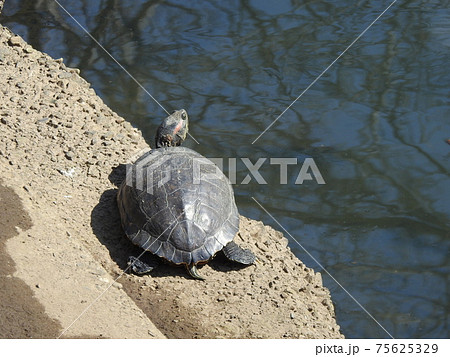海老川のかめさんの甲羅干し！。。。 75625329
