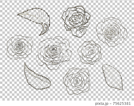 Rose pen drawing 75625381