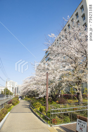 目黒川緑道 桜の季節 目黒川緑道 桜の季節 75625388