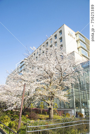 目黒川緑道 桜の季節 目黒川緑道 桜の季節 75625389