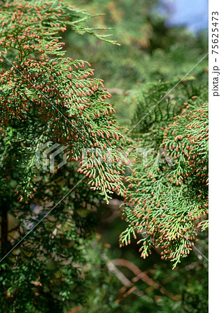 花粉症を引き起こす植物 ヒノキ の写真素材