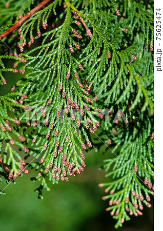 花粉症を引き起こす植物 ヒノキ の写真素材