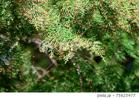 花粉症を引き起こす植物 ヒノキ の写真素材