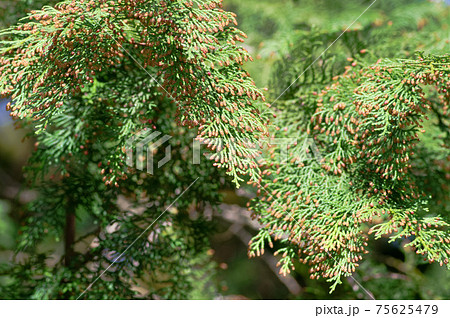 花粉症を引き起こす植物 ヒノキ の写真素材