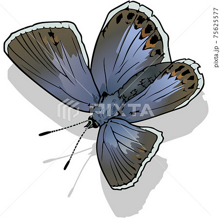 Common Blue Butterfly Common Blue Butterfly 75625577