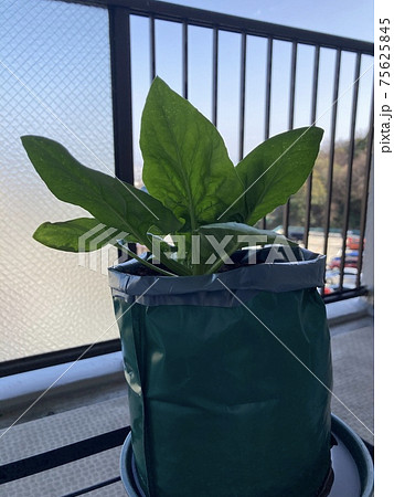 コーヒーゼリー 75625845