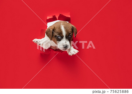 Cute little puppy of Jack Russell terrier dog torning through red background. Cute little puppy of Jack Russell terrier dog torning through red background. 75625886