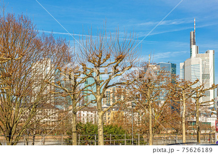 View of Frankfurt skyline with deciduous plane trees in the foreground under blue sky and sunshine 75626189