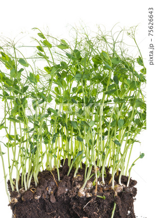 Pea micro greens sprouts, young pea shoots isolated on white 75626643