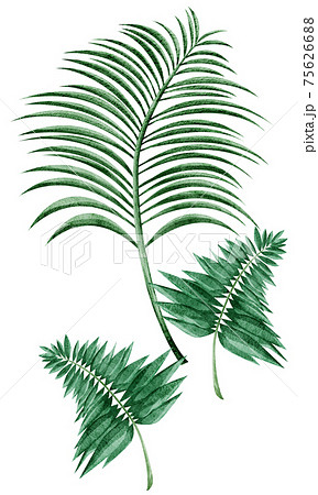 熱帯植物の手描き水彩風イラストのイラスト素材