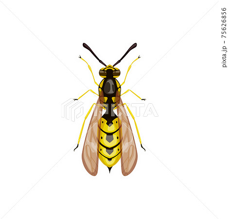 Wasp icon, pest control insect parasite, hornet 75626856