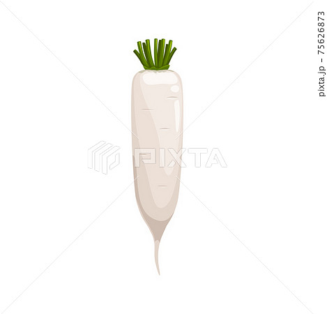 White radish isolated daikon vegetable root 3D White radish isolated daikon vegetable root 3D 75626873