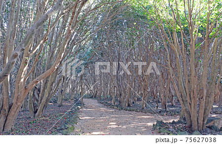 笠山、椿群生群 笠山、椿群生群 75627038