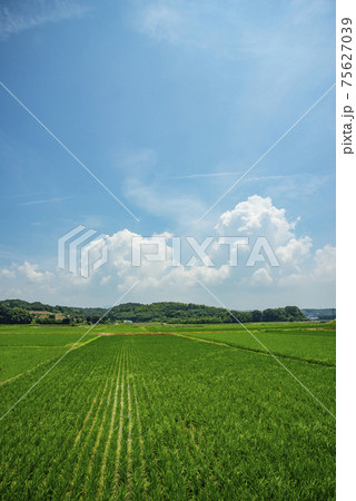 田園風景と青空 田園風景と青空 75627039