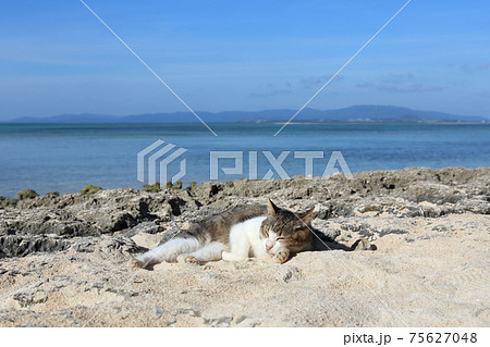 星の砂のビーチでエメラルドグリーンの海をバックに昼寝するねこの写真素材