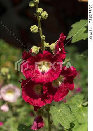 Hibiscus or other field flowers, beauty in nature Hibiscus or other field flowers, beauty in nature 75627330