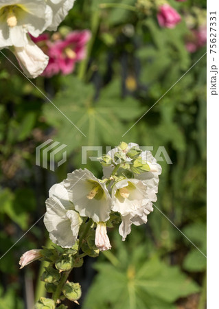 Hibiscus or other field flowers, beauty in nature 75627331