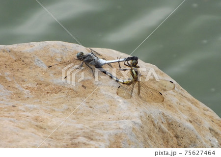 交尾中のシオカラトンボ 75627464