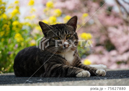 春の日差しが暑いのか日陰を選んで休む野良猫 75627880