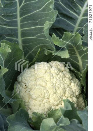 食用の淡色野菜カリフラワー 75627975