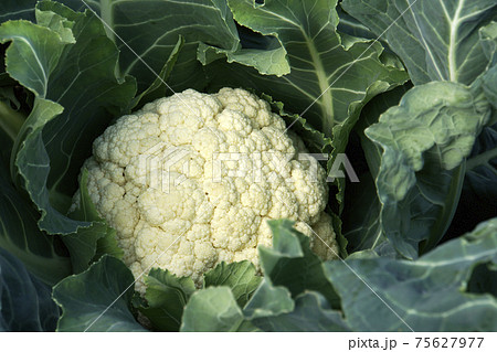 食用の淡色野菜カリフラワー 75627977