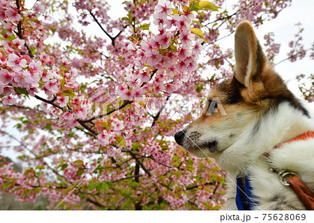 桜の下で 桜の下で 75628069