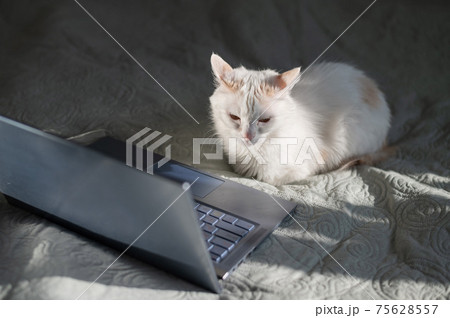 White cat sits at a laptop on the bed. 75628557