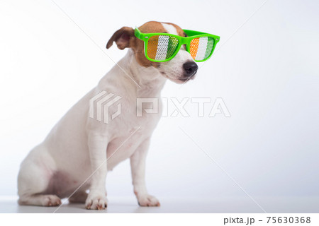 Portrait of a dog jack russell terrier in funny glasses on a white background. Saint patricks day holiday concept Portrait of a dog jack russell terrier in funny glasses on a white background. Saint patricks day holiday concept 75630368