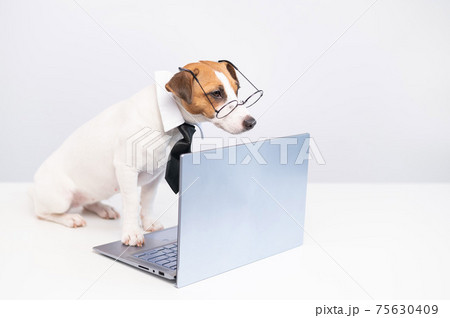 Smart dog jack russell terrier in a tie and glasses sits at a laptop on a white background. 75630409