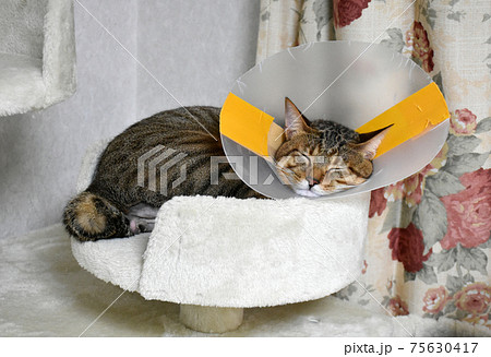 去勢手術を受けてエリザベスカラーを付けている生後7か月齢 キジトラの仔猫 去勢手術を受けてエリザベスカラーを付けている生後7か月齢 キジトラの仔猫 75630417