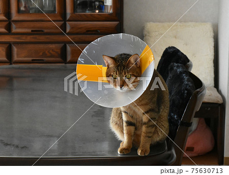 去勢手術を受けてエリザベスカラーを付けている生後7か月齢　キジトラの仔猫 75630713