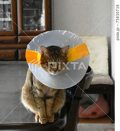 去勢手術を受けてエリザベスカラーを付けている生後7か月齢　キジトラの仔猫 75630716