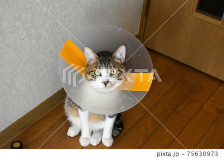 去勢手術を受けてエリザベスカラーを付けている生後7か月齢　サバトラの仔猫 75630973