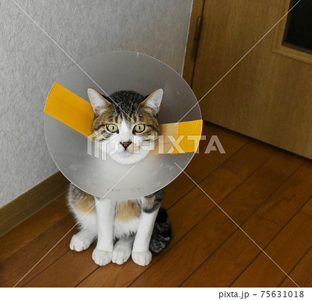 去勢手術を受けてエリザベスカラーを付けている生後7か月齢　サバトラの仔猫 75631018