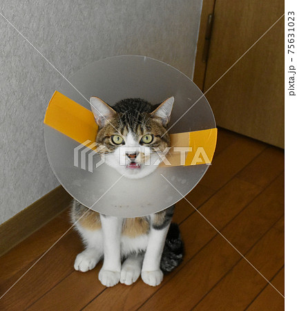 去勢手術を受けてエリザベスカラーを付けている生後7か月齢　サバトラの仔猫 75631023
