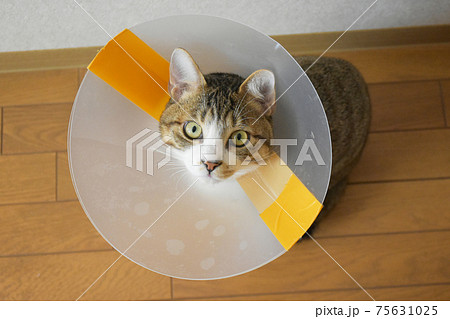 去勢手術を受けてエリザベスカラーを付けている生後7か月齢 サバトラの仔猫 去勢手術を受けてエリザベスカラーを付けている生後7か月齢 サバトラの仔猫 75631025
