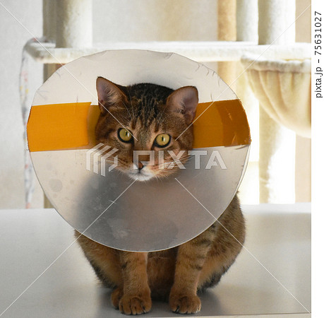 去勢手術を受けてエリザベスカラーを付けている生後7か月齢 キジトラの仔猫 去勢手術を受けてエリザベスカラーを付けている生後7か月齢 キジトラの仔猫 75631027