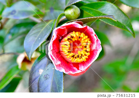 つばき「三笠の月」 75631215