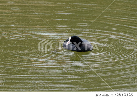 オオバン オオバン 75631310