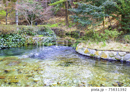 南阿蘇の美しい白川水源　（熊本県阿蘇郡） 75631392