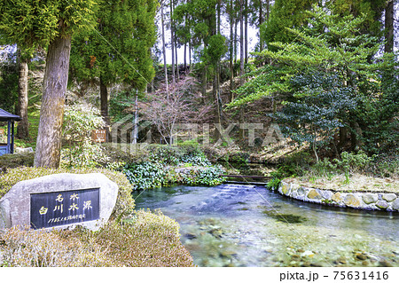 南阿蘇の美しい白川水源　（熊本県阿蘇郡） 75631416