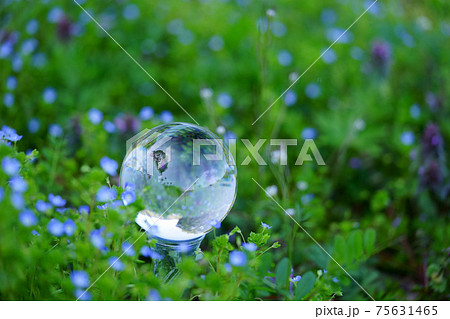 環境イメージ・早春の野花の中のレンズボール8 75631465