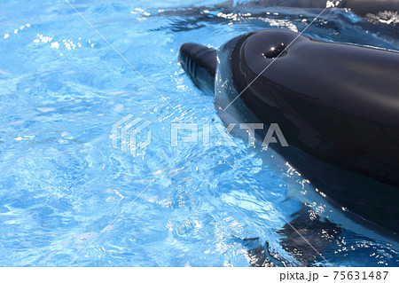 イルカの噴気孔（四国水族館） 75631487