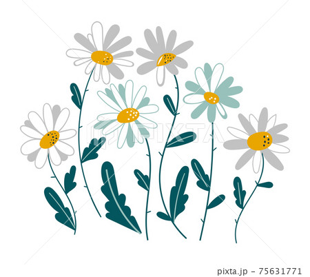 Set of isolated chamomile. Medicinal plant daisy chain vector illustration. Set of spring colorful flowers. Set of floral branch. Isolated on white for greeting cards, Easter, thanksgiving. Spring 75631771