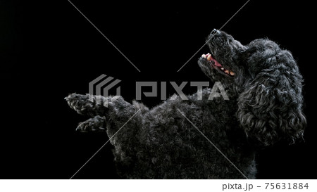 Black standard poodle begging 75631884