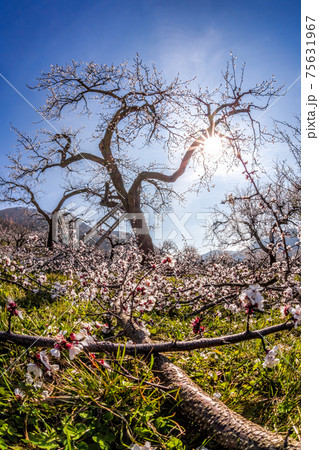 Apricot orchard in bloom against blue sky in Wachau valley, Austria 75631967