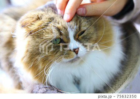 猫 75632350