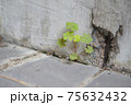コンクリートの隙間に育つクローバー 75632432